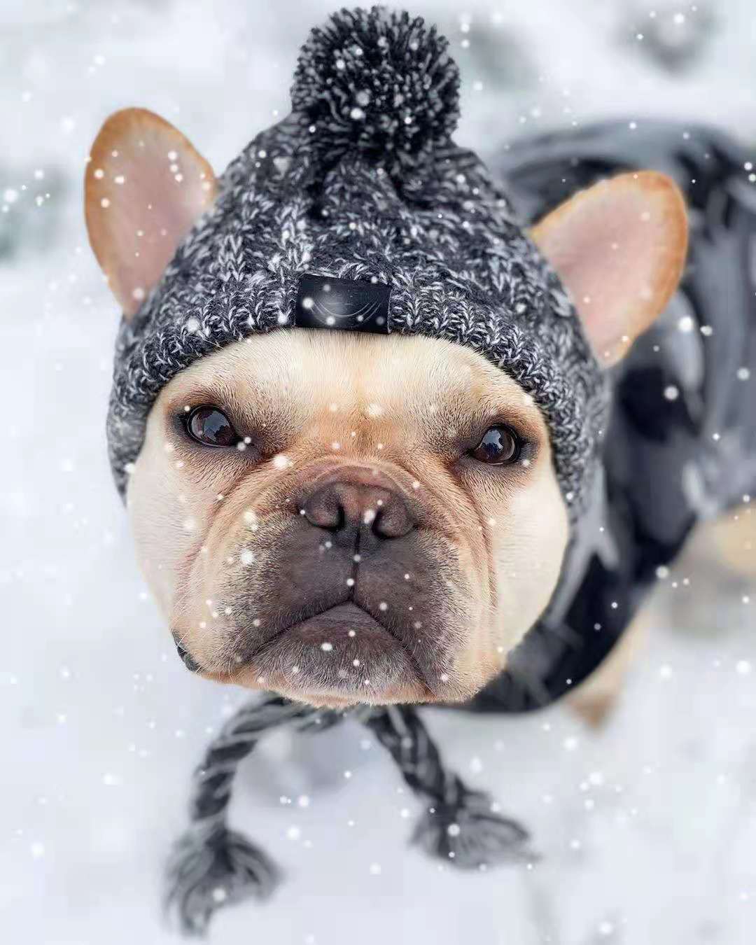 Pet Hat Bago Dog Cat Dog