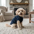 Cute small fluffy poodle dog wearing a cozy navy blue sherpa fleece pullover sitting on a plush rug in a warm cozy living room